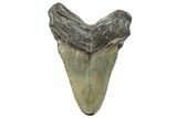Fossil Megalodon Tooth - South Carolina #288221-2